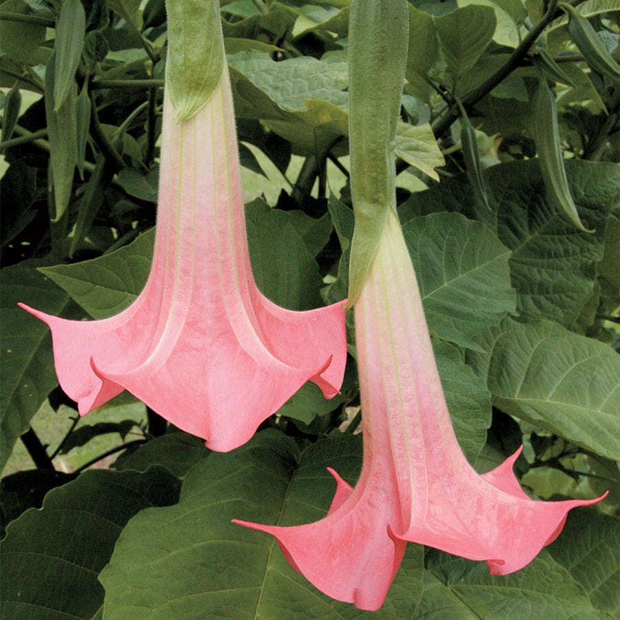 Brugmansia 'Cherub' (Angel Trumpet)