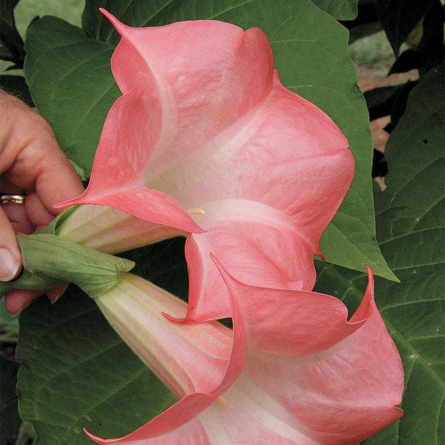 Brugmansia 'Cherub' (Angel Trumpet)