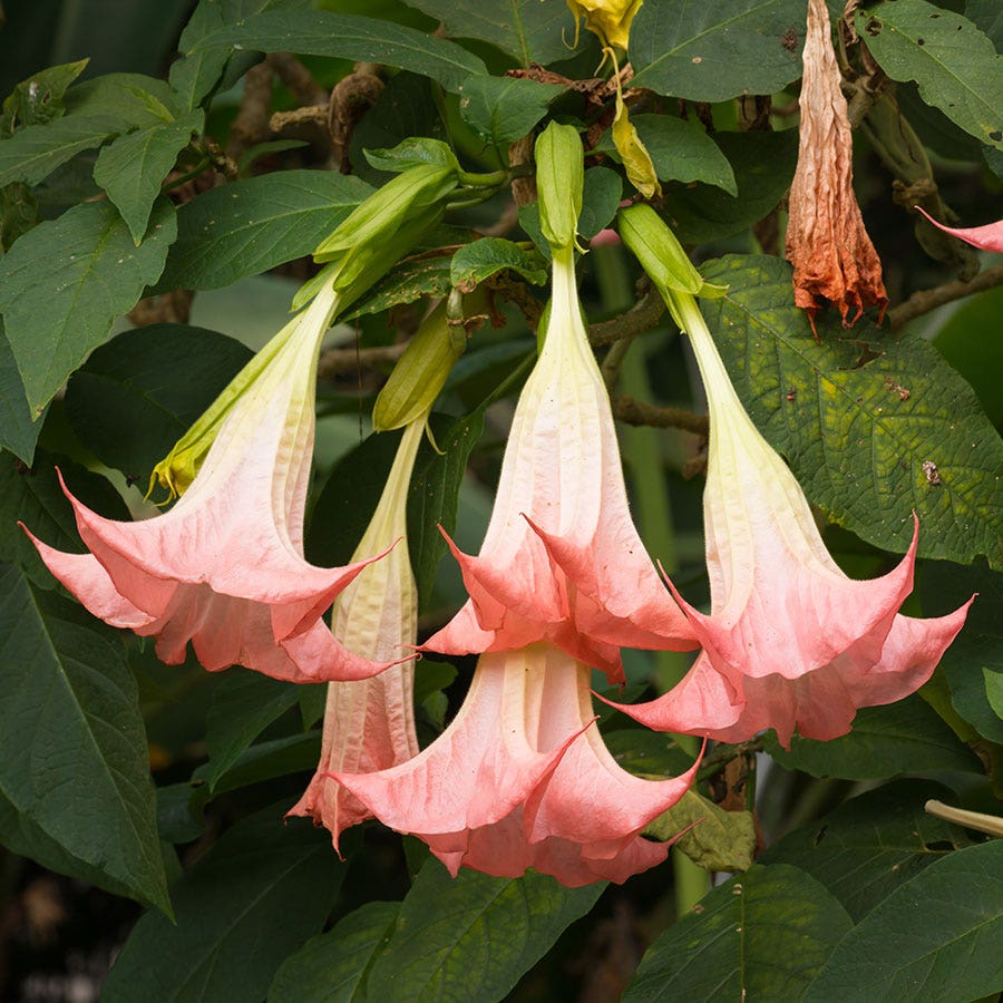 Brugmansia 'Cherub' (Angel Trumpet)