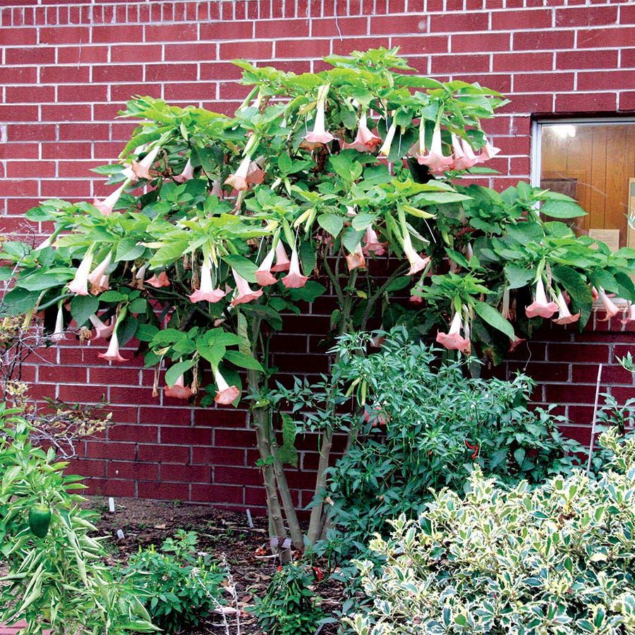 Brugmansia 'Cherub' (Angel Trumpet)
