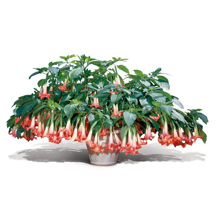 Brugmansia 'Cherub' (Angel Trumpet)