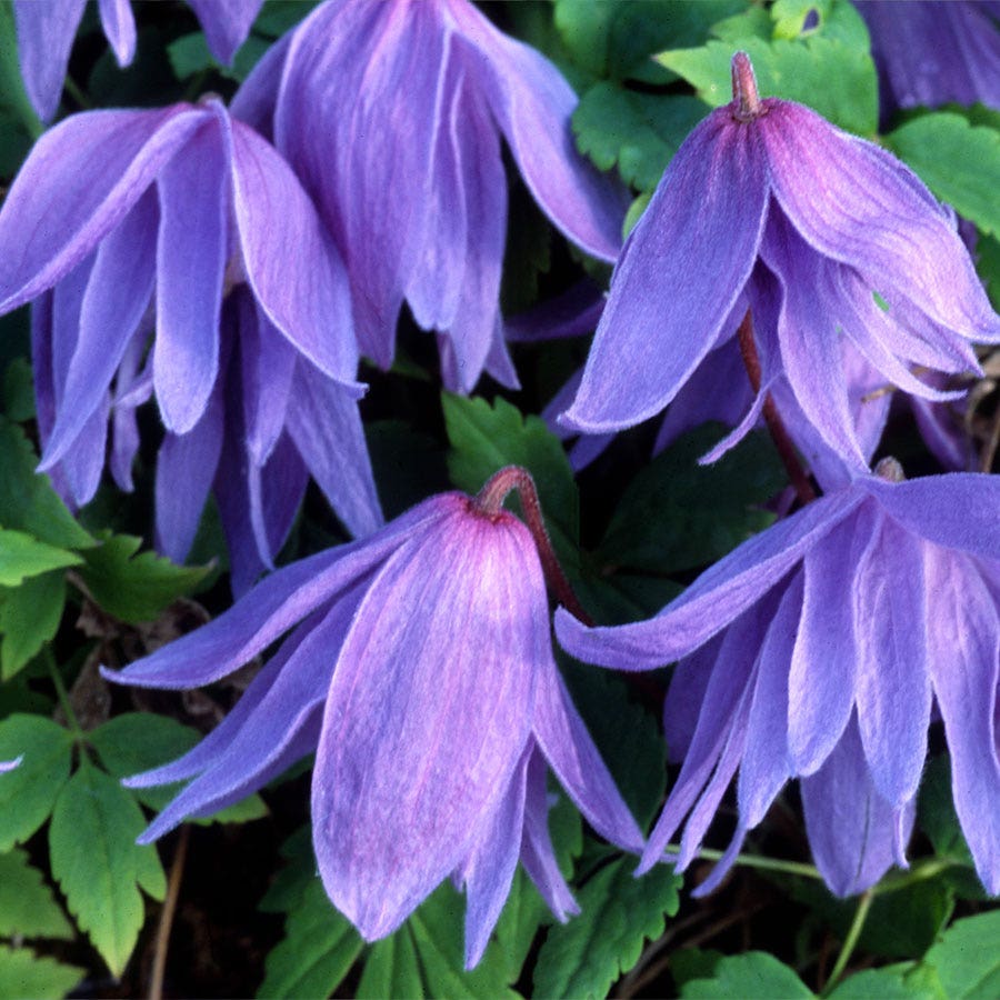 Clematis 'Blue'