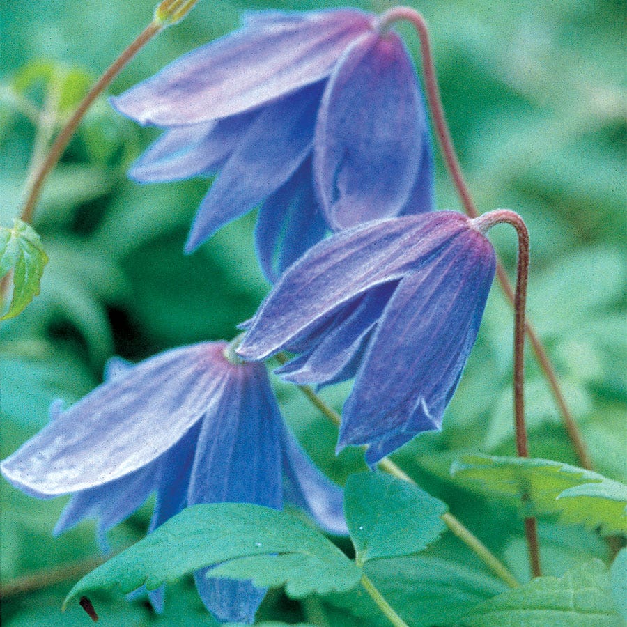 Clematis 'Blue'