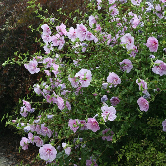 Hibiscus Lavender Chiffon® Rose of Sharon