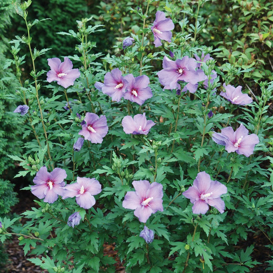 Hibiscus Paraplu Violet® Rose of Sharon