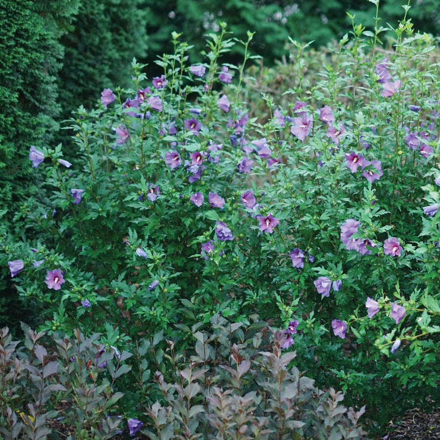 Hibiscus Paraplu Violet® Rose of Sharon
