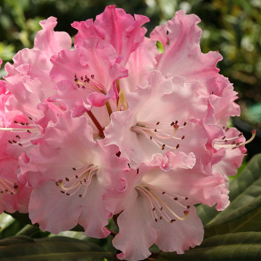 Rhododendron Dandy Man Color Wheel®