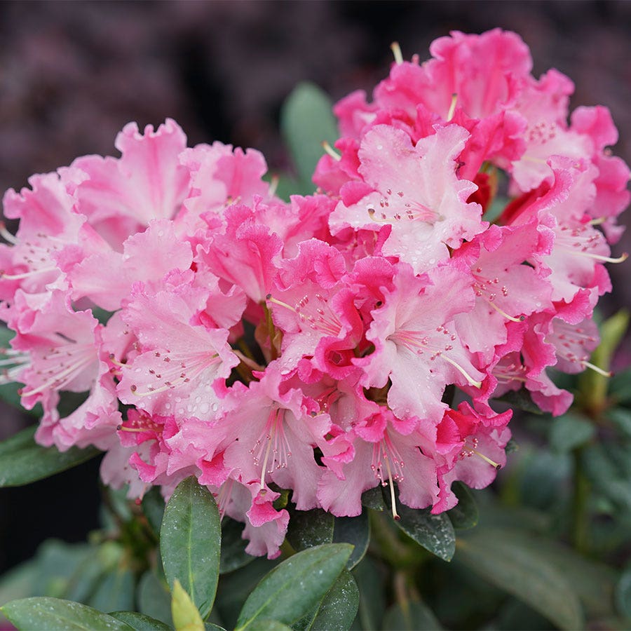 Rhododendron Dandy Man Color Wheel®
