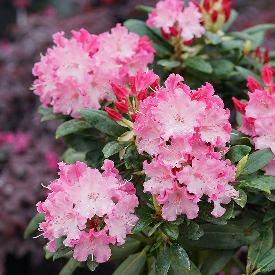 Rhododendron Dandy Man Color Wheel®