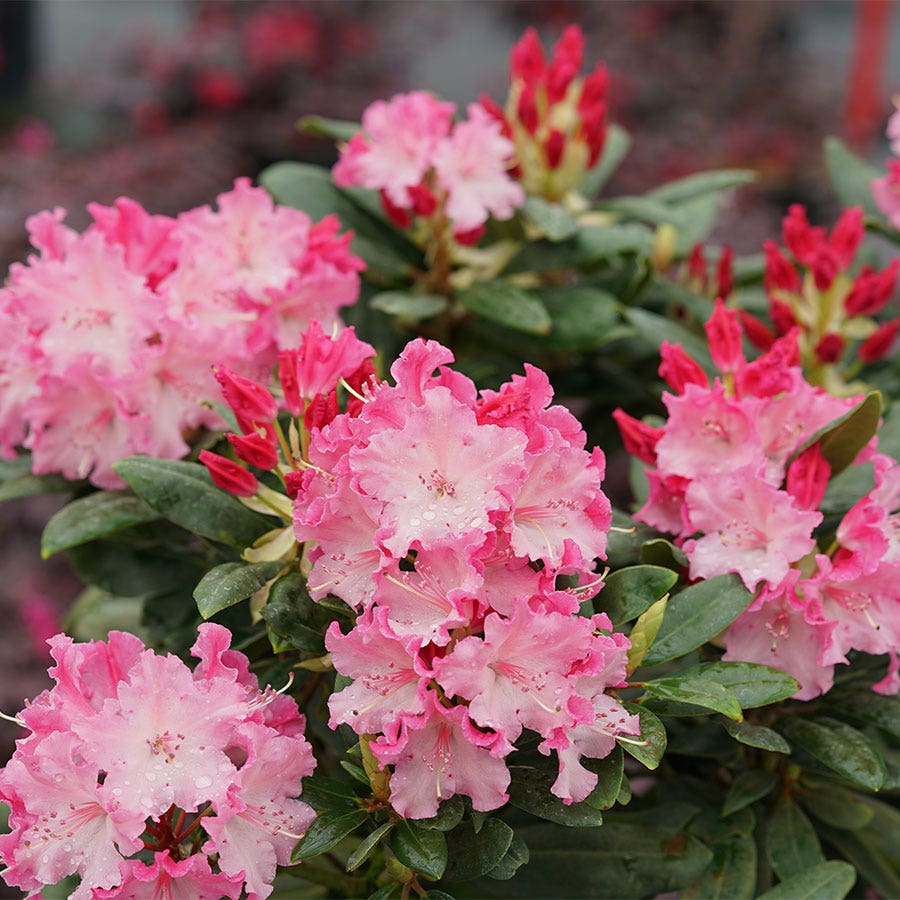 Rhododendron Dandy Man Color Wheel®