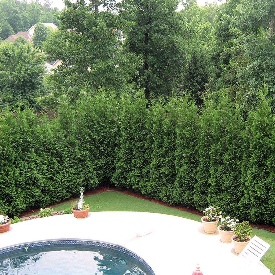 Thuja Full Speed A Hedge®