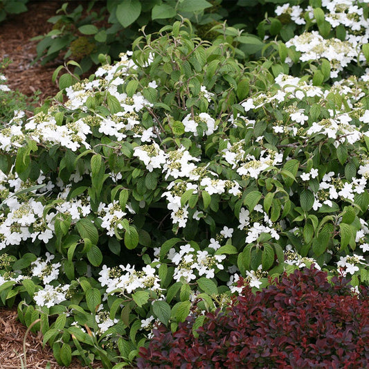 Viburnum Wabi-Sabi®