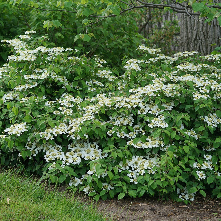 Viburnum Wabi-Sabi®