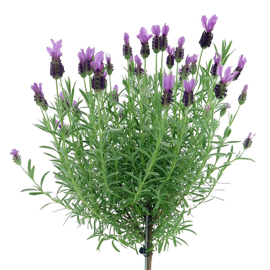 lavender stoechas tree Lavandula 'Anouk' Tree