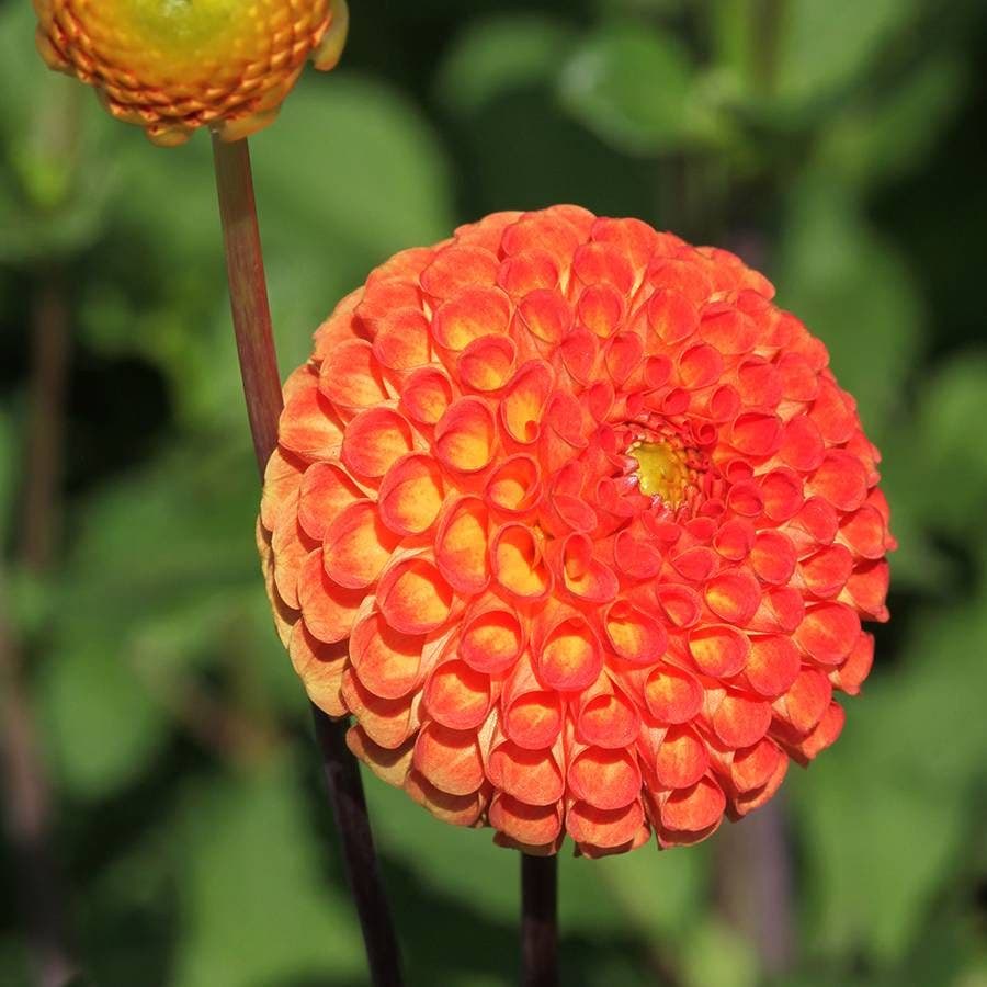 Dahlia 'Bantling' Bulb
