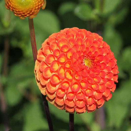 Dahlia 'Bantling' Bulb