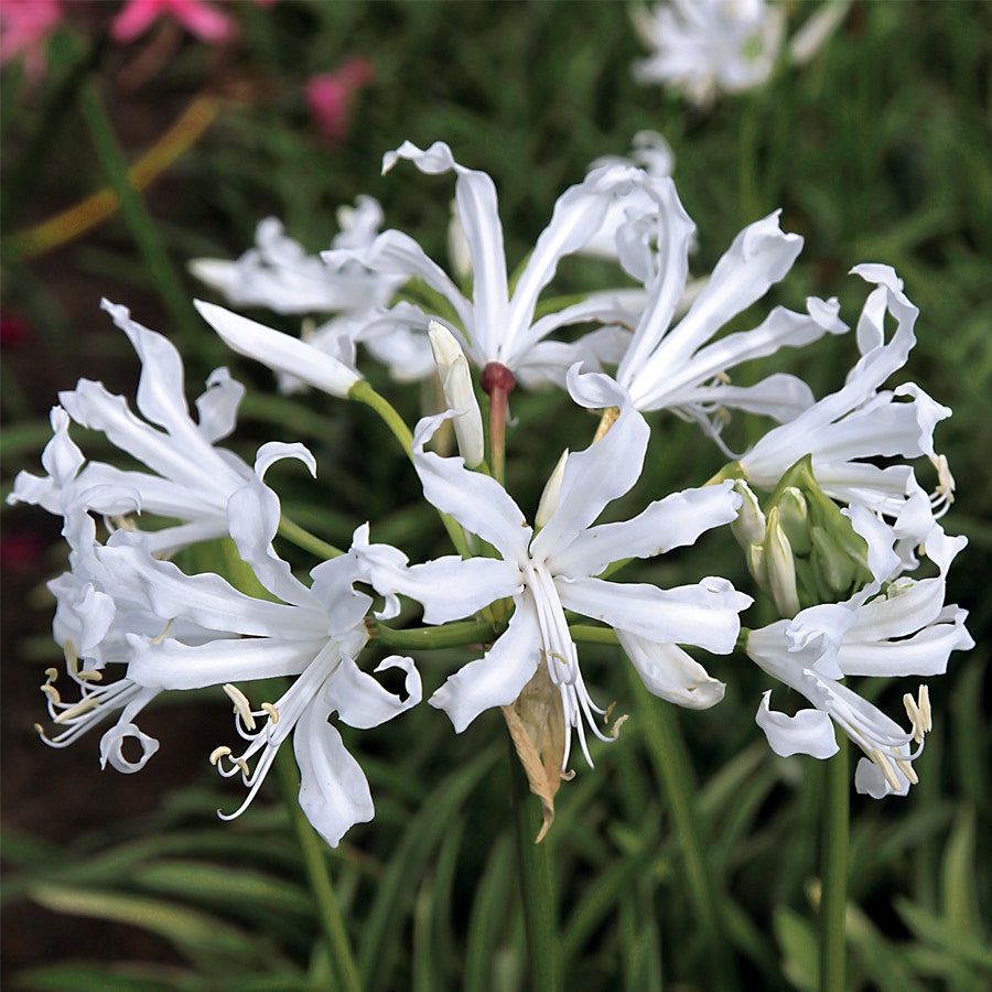 Nerine 'Alba'