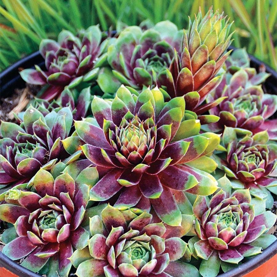 Sempervivum 'Ruby Heart'