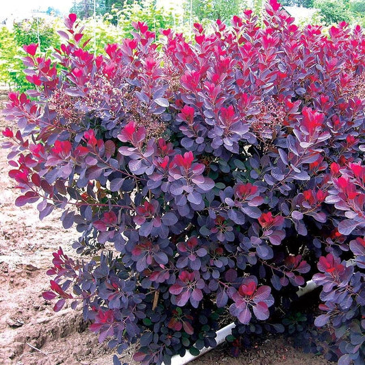 Cotinus 'Royal Purple'
