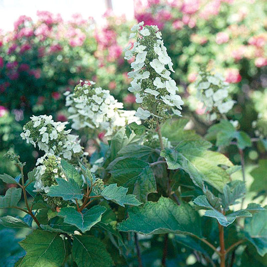 Hydrangea Snow Queen