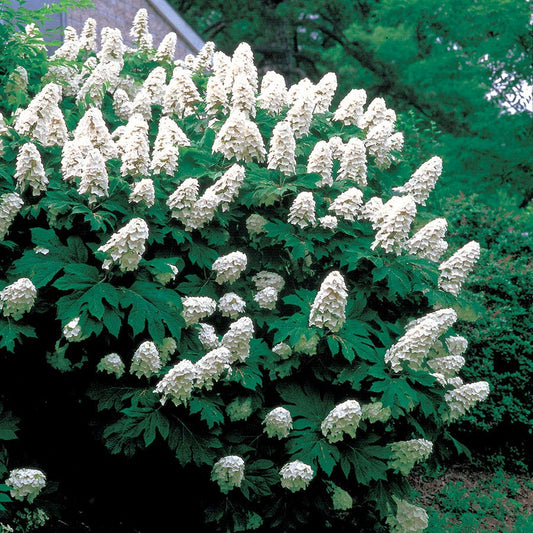 Hydrangea Snow Queen