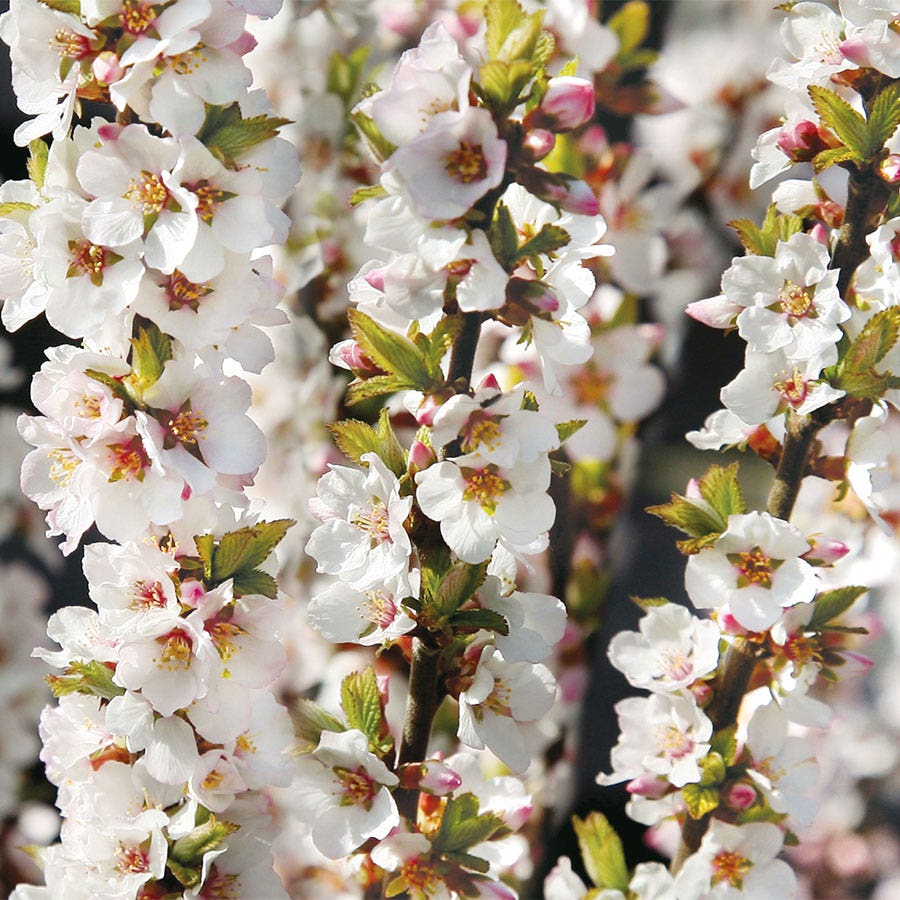 Prunus 'Nanking Cherry'