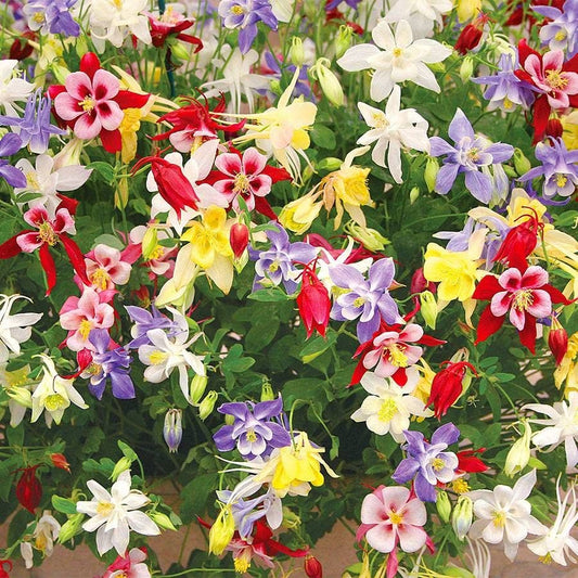 Aquilegia 'McKana Hybrids Mix'
