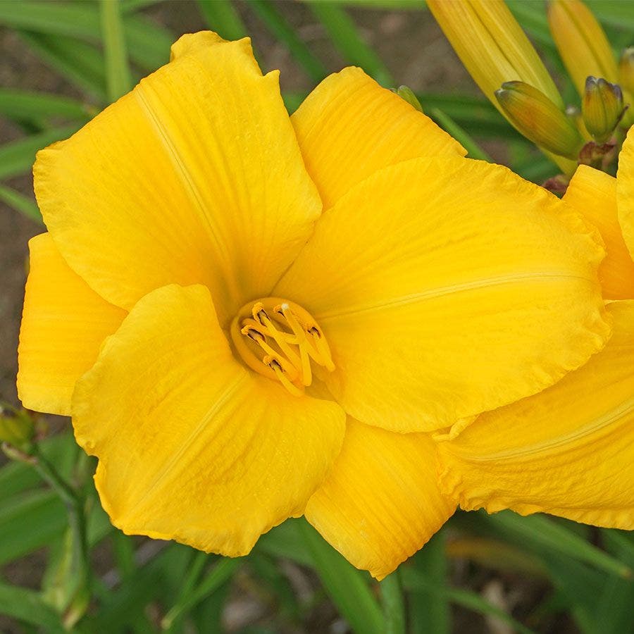 Hemerocallis 'Buttered Popcorn'