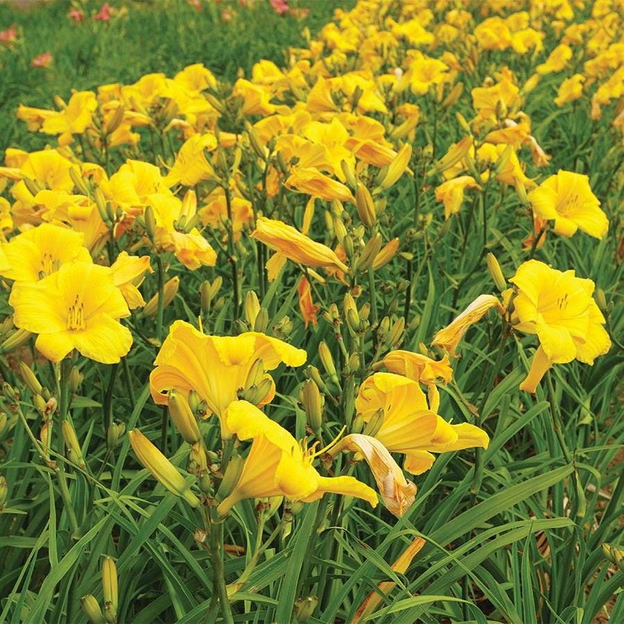 Hemerocallis 'Buttered Popcorn'