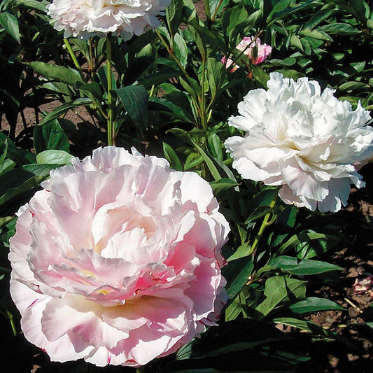 Paeonia 'Shirley Temple'