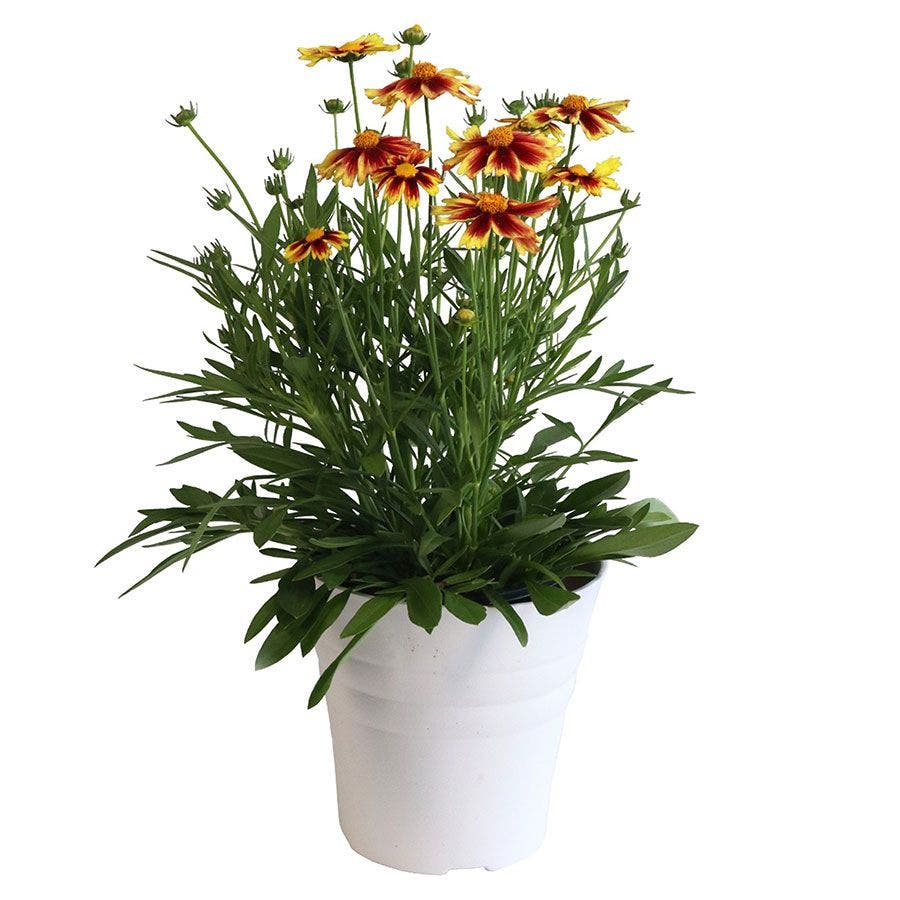 Coreopsis 'Iron Lady'