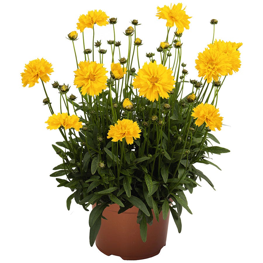 Coreopsis 'SunSwirl'