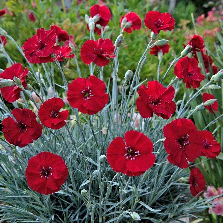 Dianthus AMERICAN PIE® Cherry Pie - Red Carnations