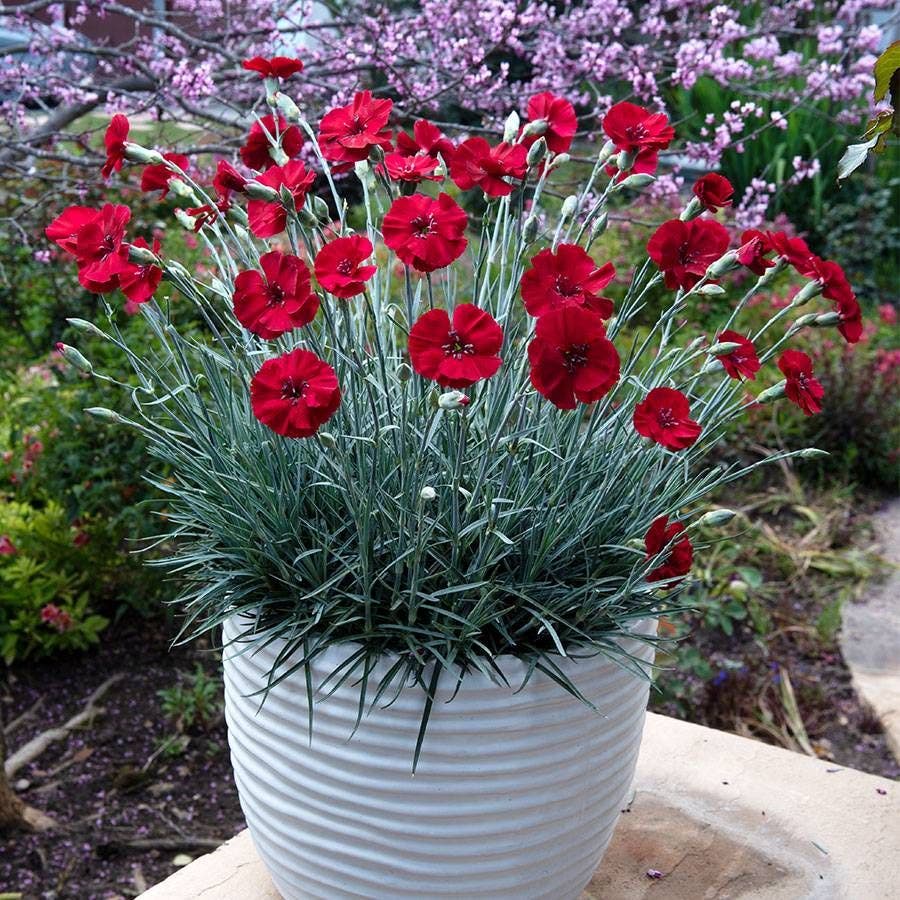 Dianthus AMERICAN PIE® Cherry Pie - Red Carnations