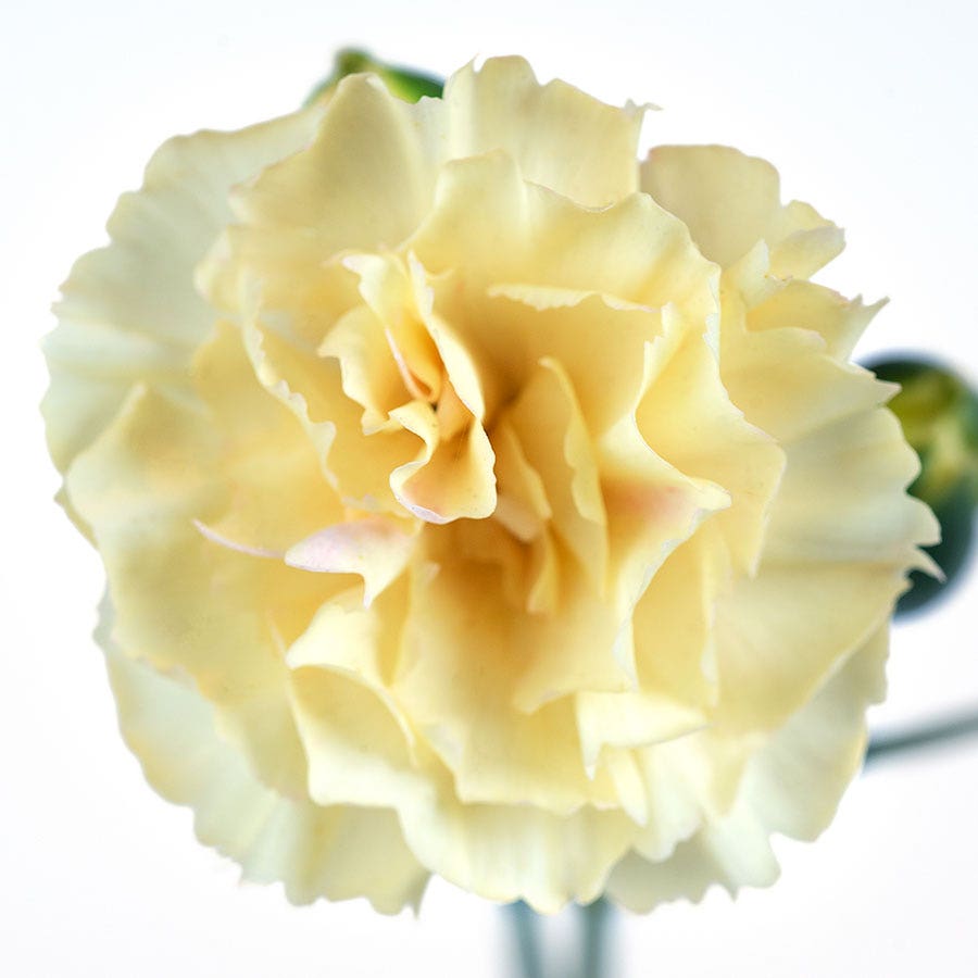 Dianthus Hello Yellow