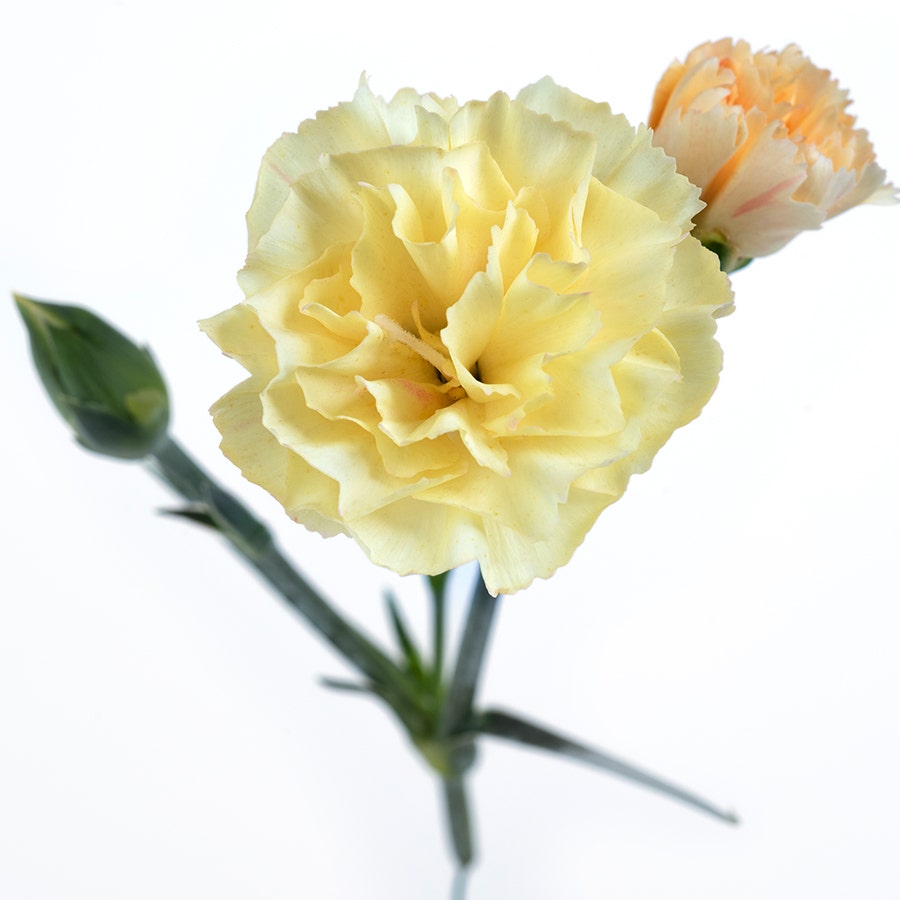 Dianthus Hello Yellow
