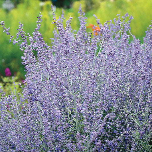 Perovskia atriplicfolia 'Rocketman'