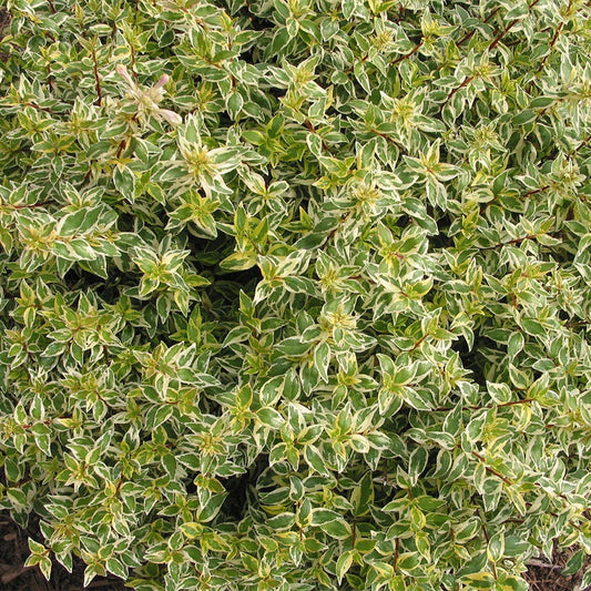 Abelia Panoramic Color™ 'Radiance'