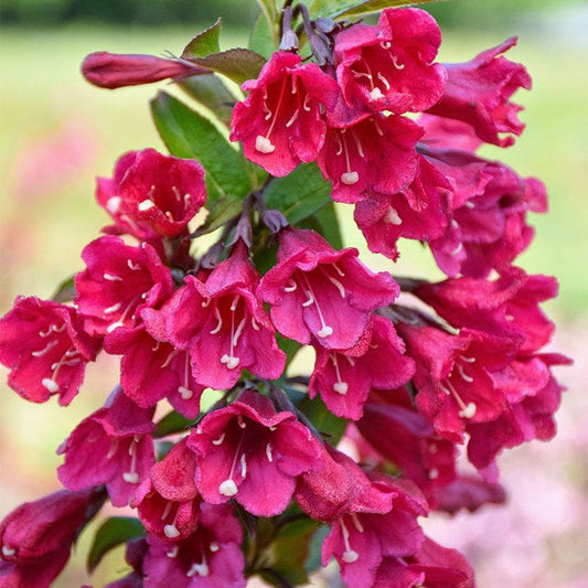 Weigela TOWERS OF FLOWERS® 'Cherry'