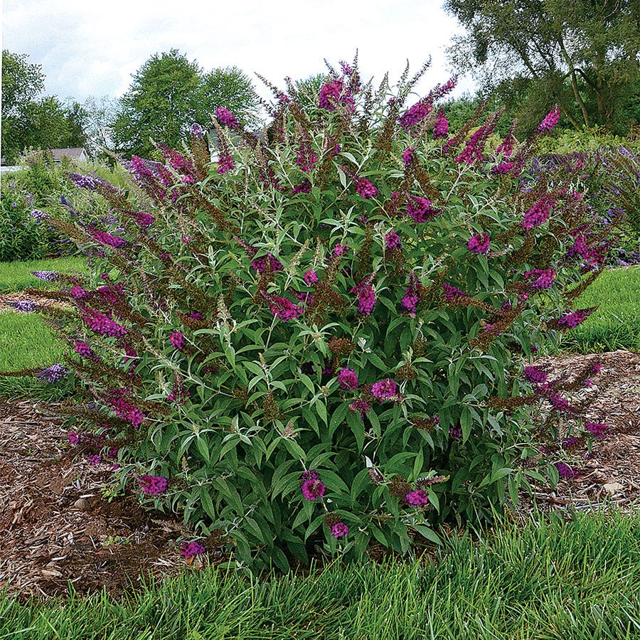 Buddleia Buzz™ Magenta Improved