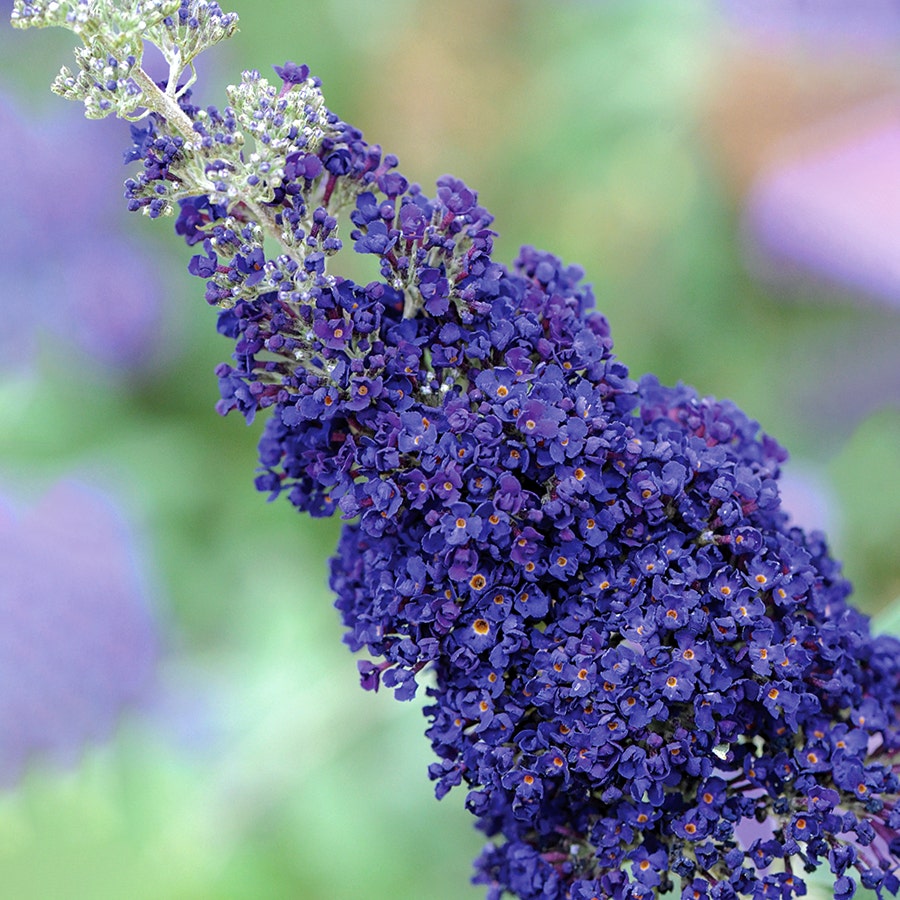Buddleia Buzz™ Midnight