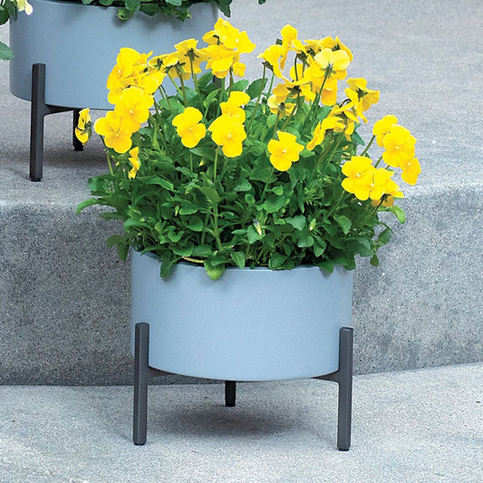 Viola MAGNIFISCENT® 'Sunny Jim'