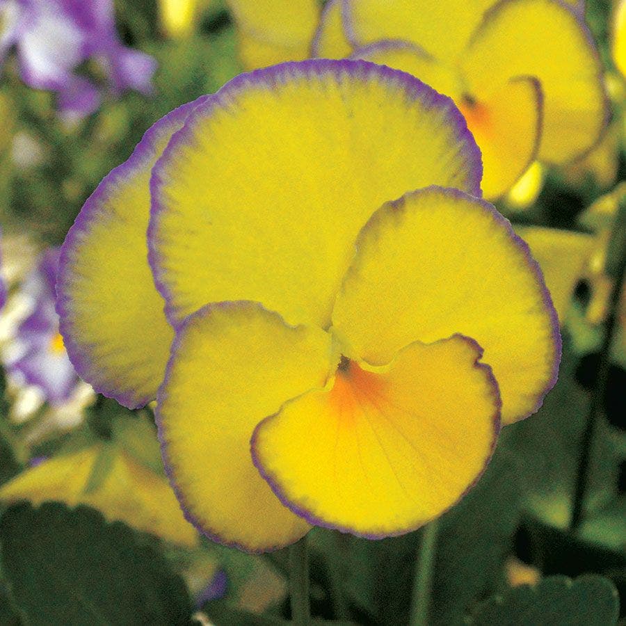 Viola MAGNIFISCENT® 'Sweetheart'
