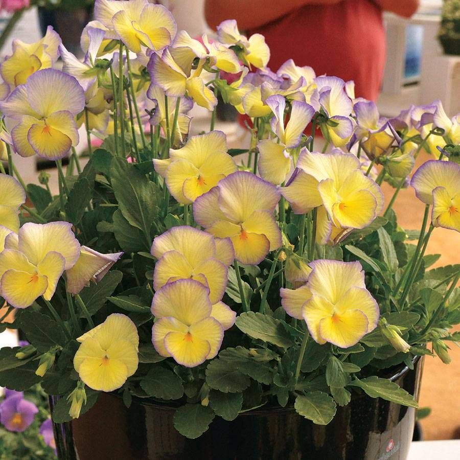 Viola MAGNIFISCENT® 'Sweetheart'