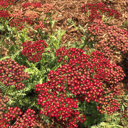 Achillea REALFLOR® 'Lemon Cherry Fizz'