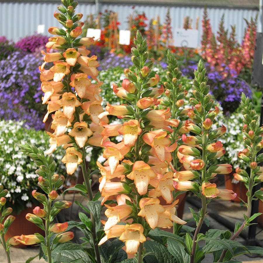 Digitalis ILLUMINATION® Apricot