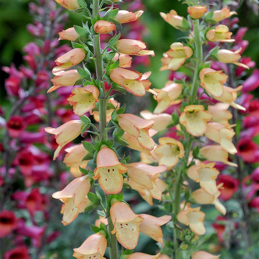 Digitalis ILLUMINATION® Apricot
