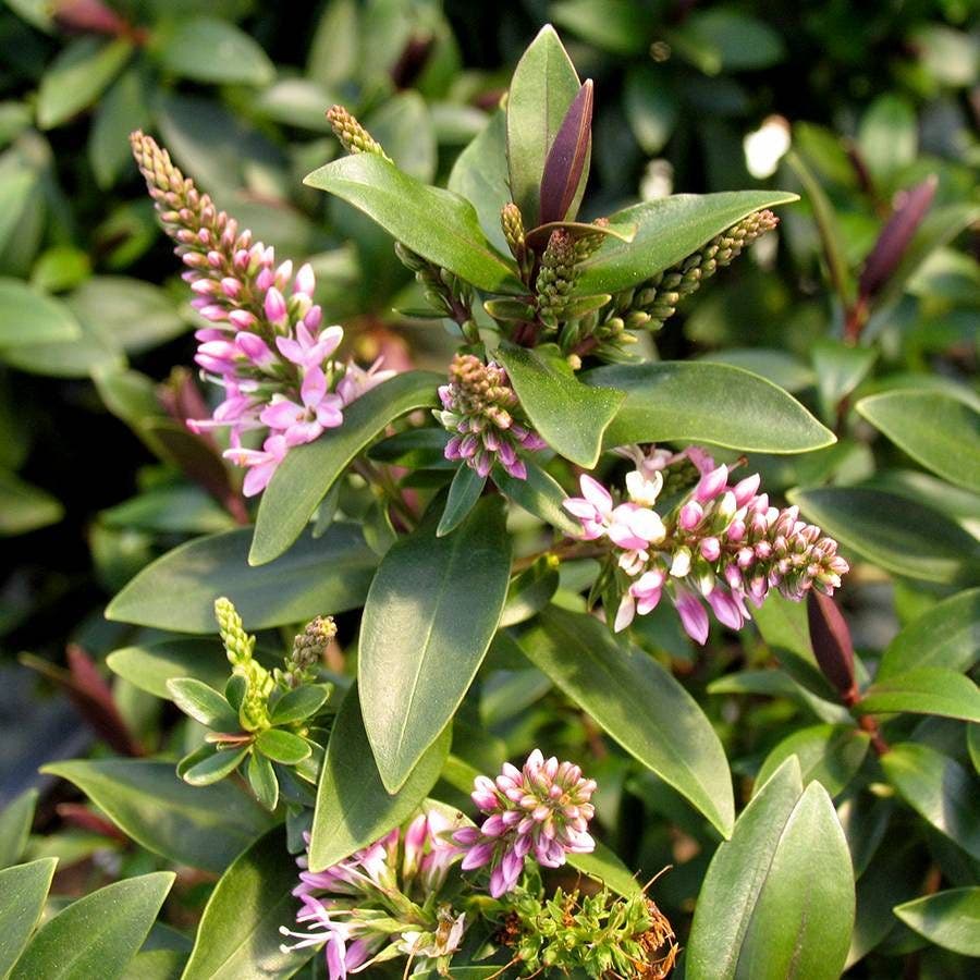 Hebe 'Pretty in Pink'