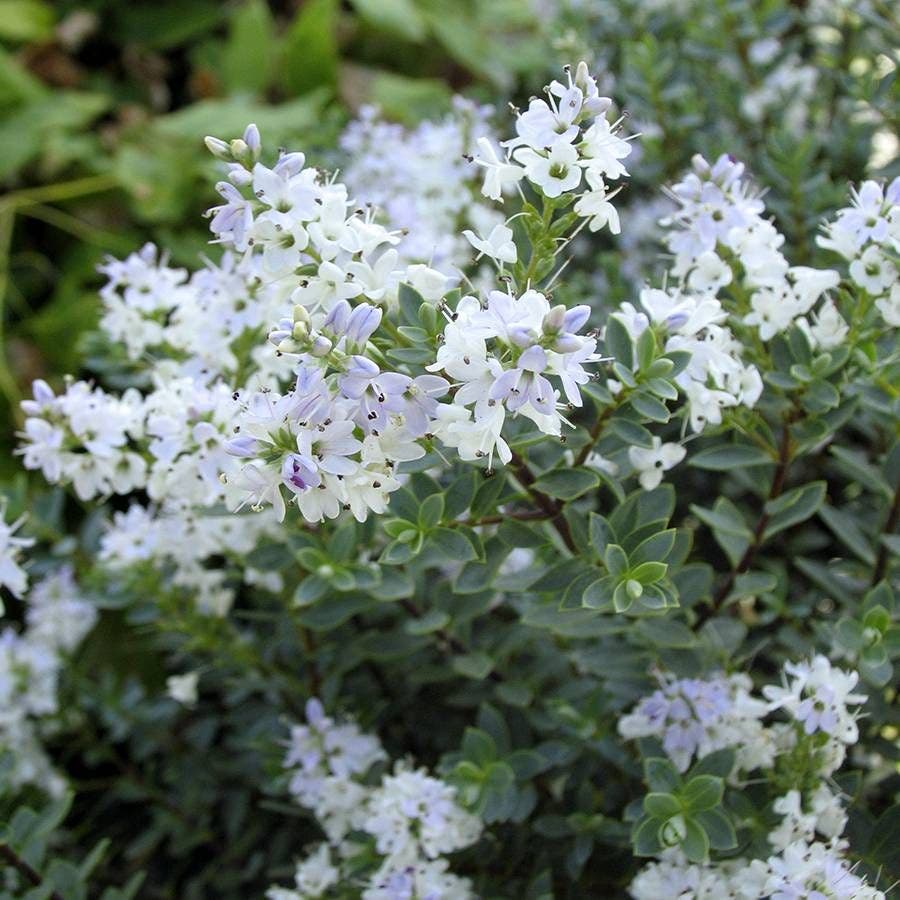 Hebe 'Western Hills'