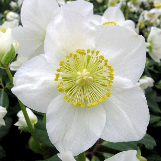 Helleborus HGC® 'Jacob'